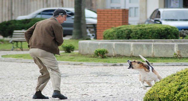 idoso atacado cachorro na rua